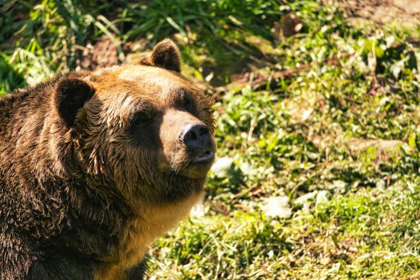 istock Closeup of Higuma or Brown bear 1788169144