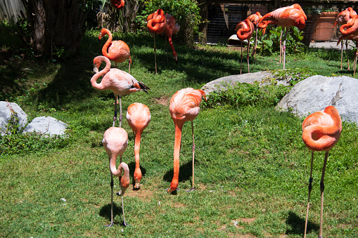 Flamboyant colors of pink flamingo feeding in the sun
