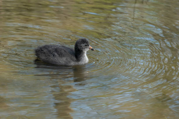 Juvenile Coot swimming in shallow lake with copy space