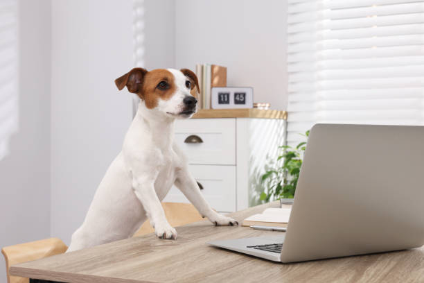 istock Cute Jack Russell Terrier dog at desk in home office 1788178496