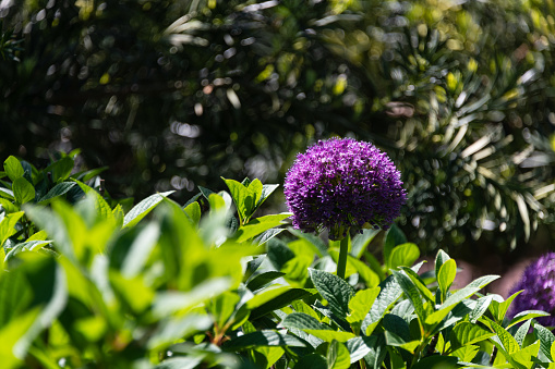 Purple Allium giganteum also known as Giant Onion, is a perennial bulbous plant of the onion genus, , used as a flowering garden plant 