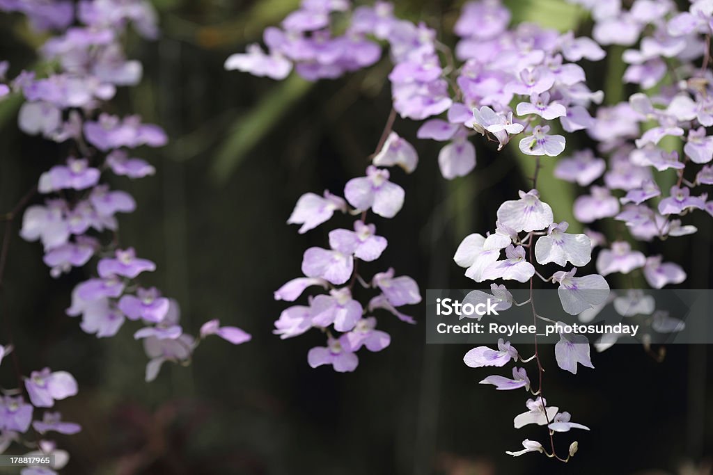 개화 Oncidium 연자주색 - 로열티 프리 0명 스톡 사진