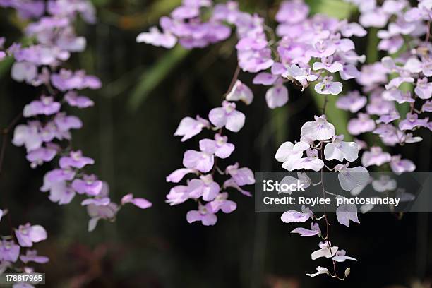 개화 Oncidium 연자주색 0명에 대한 스톡 사진 및 기타 이미지 - 0명, 꽃-꽃의 구조, 꽃-식물