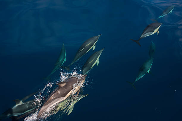 イルカ - dolphin porpoise mammal sea ストックフォトと画像