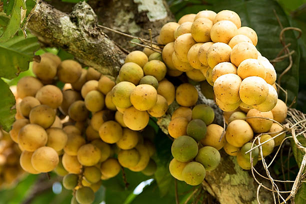 Longkong fruit on tree. stock photo