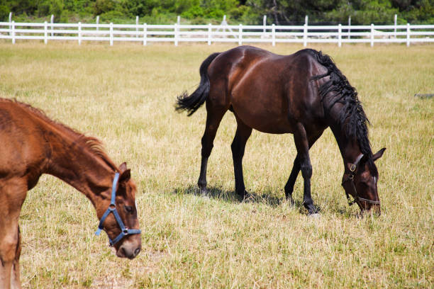 istock Horses in a Farm 178818252