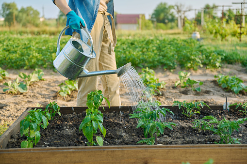 Woman is watering garden bed with young plants, tomatoes, peppers, vegetable garden, wooden beds, using watering can. Agriculture, farming, summer hobby, growing natural organic eco vegetables