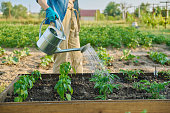 Woman is watering garden bed with young plants, tomatoes, peppers
