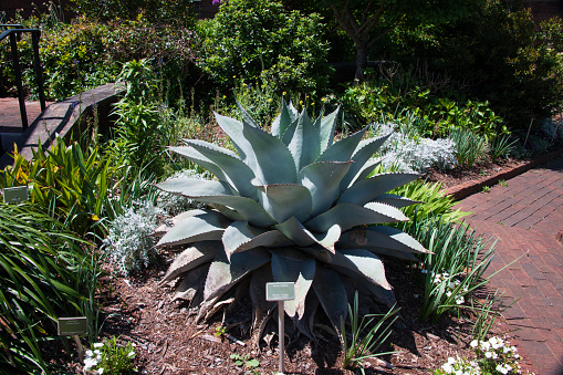 A close up of Aloe vera in a garden with background plants out of focus.