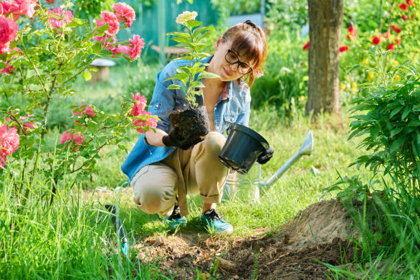 Woman transplanting hydrangea from pot in soil, using garden shovel