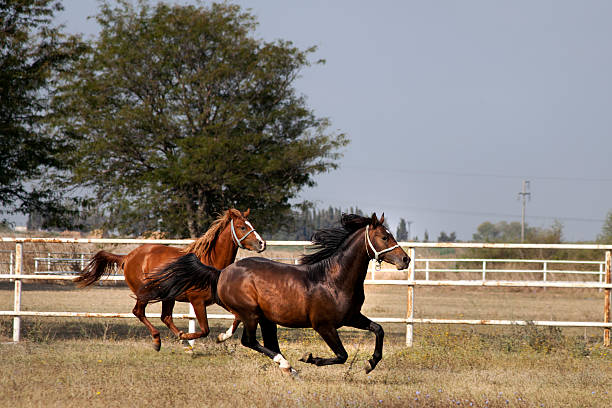 istock Arabian Horses running in the meadow 178819952