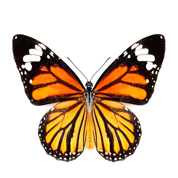 istock Common Tiger butterfly (Danaus genutia) in natural color isolate 178820461