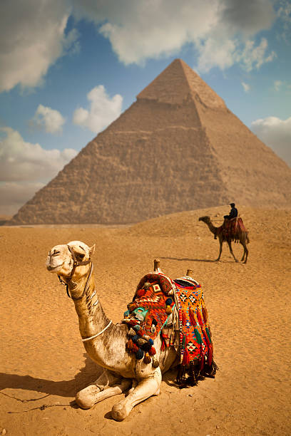 piramide - egypt camel pyramid shape pyramid foto e immagini stock