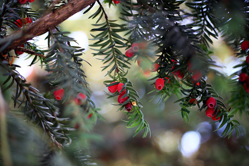 Pine branch, pine cone and red berries