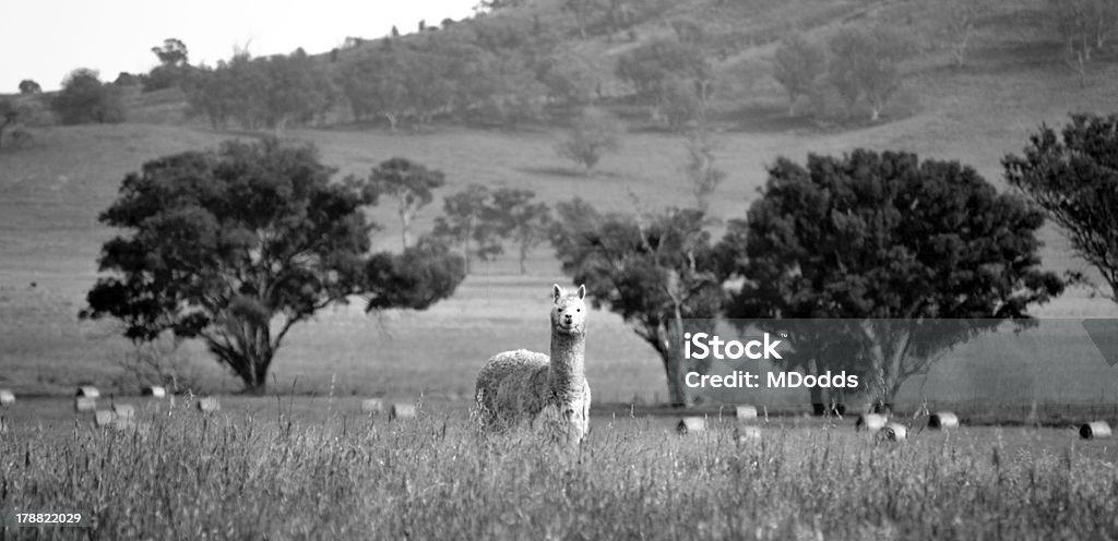 Lama - Photo de Agriculture libre de droits