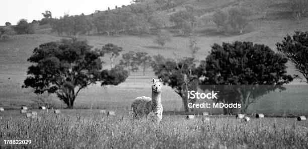 Lama - zdjęcia stockowe i więcej obrazów Alpaka - Alpaka, Australia, Balot
