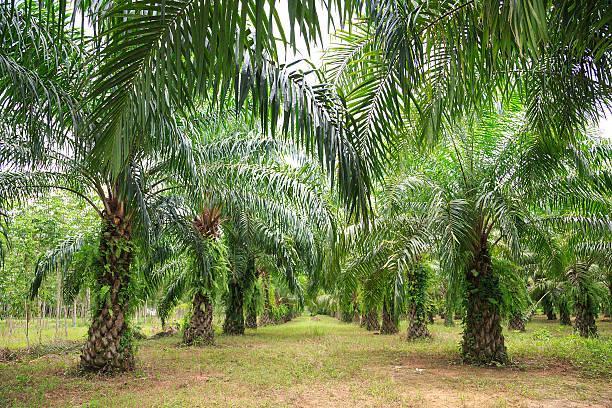 Palm oil plantation. stock photo