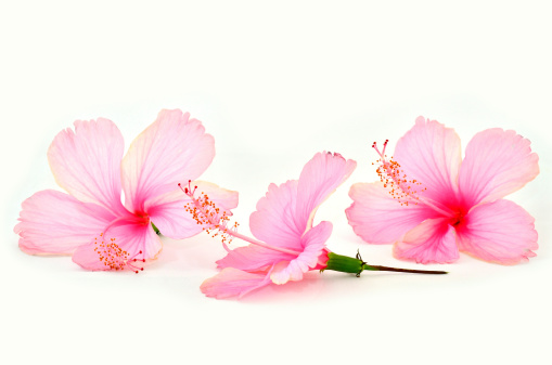 Best of Beautiful Pink Hibiscus flower on white background