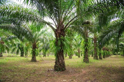 Palm oil plantation, Nakornsritammarat Thailand
