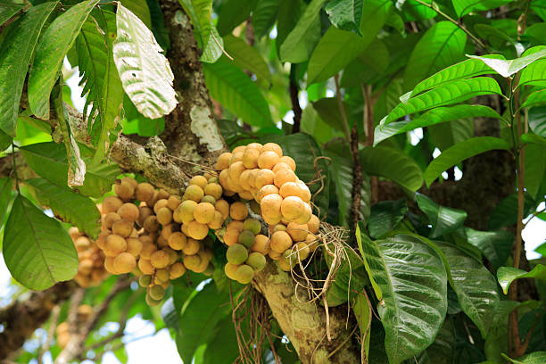 Longkong fruit on tree. stock photo