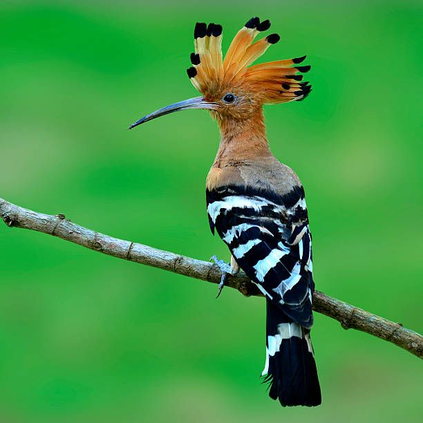 Eurasian Hoopoe or so called Common Hoopoe with crested up and nice perching on the branch, bird, Upupa epops