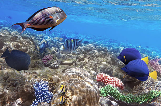 istock Coral and fish in the Red Sea.Egypt 178824266