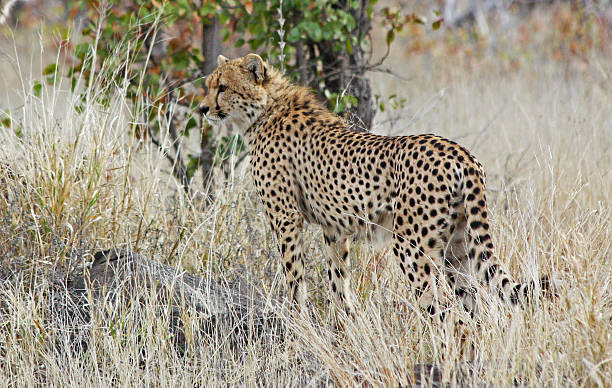 チーター（Acinonyx jubatus soemmeringii ストックフォト