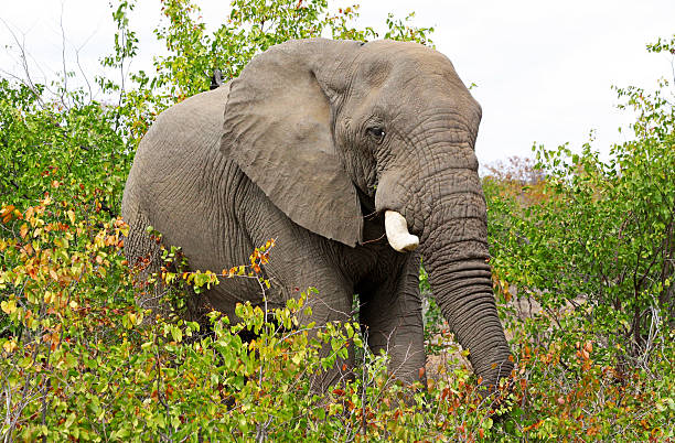 Słoń afrykański w Kruger National Park, Afryka Południowa – zdjęcie