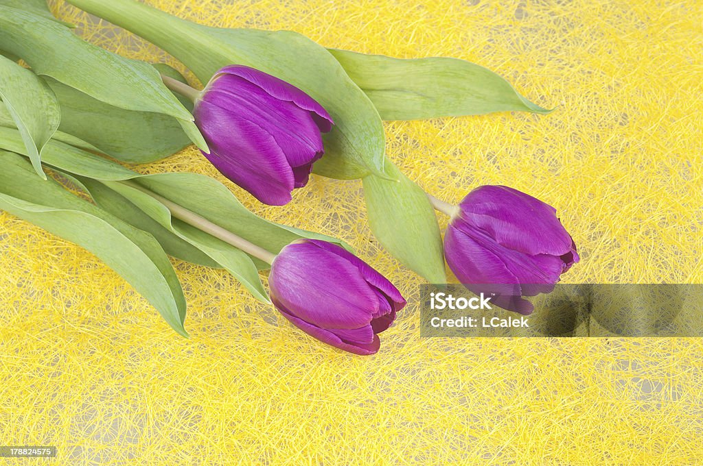 Purple tulips The purple tulips on a yellow background Beauty In Nature Stock Photo