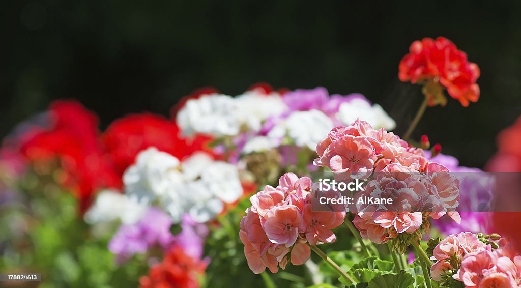 Bunte geraniums - Lizenzfrei Bett Stock-Foto