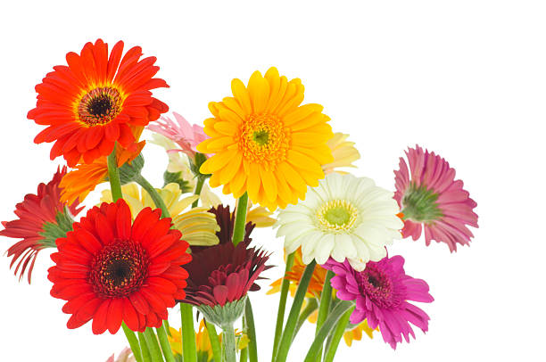 istock Mix of gerber flowers 178824905