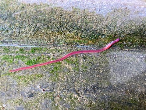 an earthworm on water moss