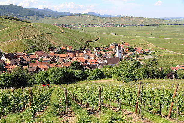 istock Vineyard of Alsace 178825099