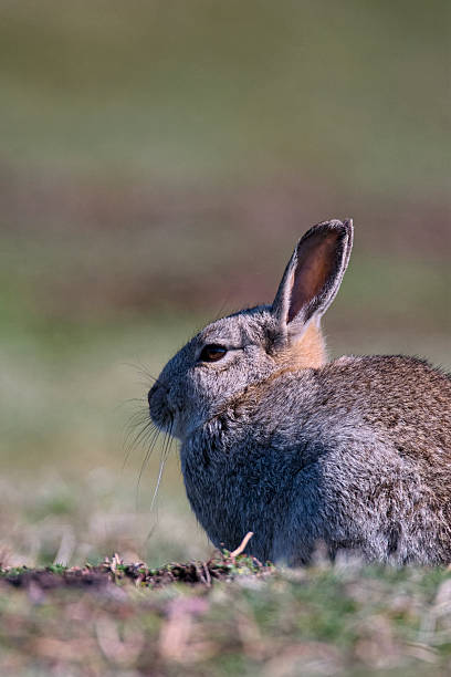 Skokholm Island rabbit stock photo