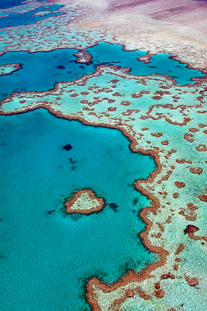 Heart Reef Aerial view of heart reef in whitsundays. Heart Reef is part of the Great Barrier Reef ecosystem. great barrier reef photos stock pictures, royalty-free photos & images