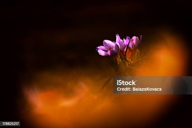 Croco Flor - Fotografias de stock e mais imagens de Beleza - Beleza, Beleza natural, Botânica - Ciência de plantas