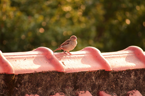 Group of birds are standing on the wall.