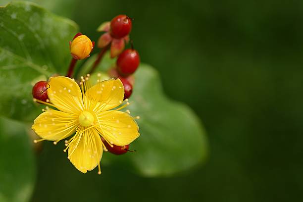 st. john's wort - hypericum - fotografias e filmes do acervo