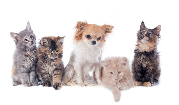 istock maine coon kitten and chihuahua 178825704