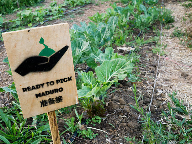 Acelga crecimiento en un jardín de la comunidad - foto de stock