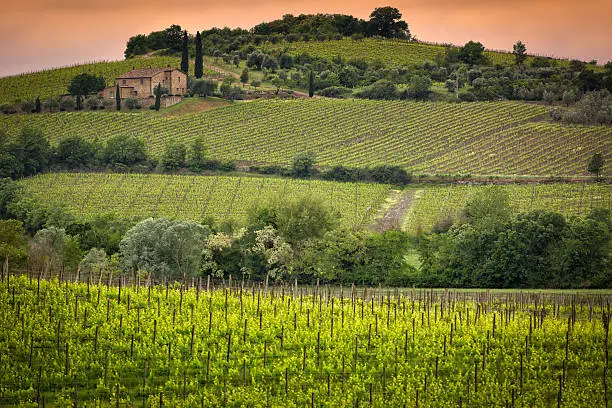 Vineyard near Montalcino, Tuscany, Italy