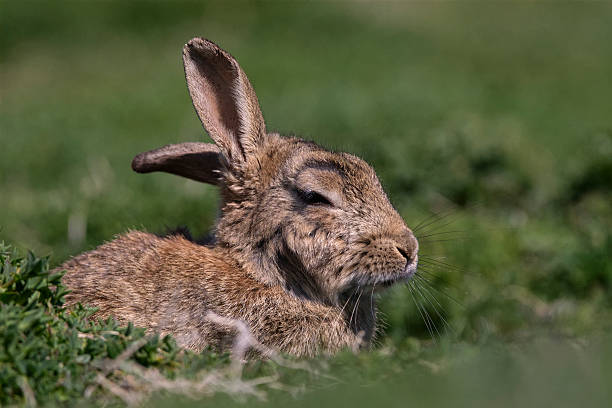 Skokholm Island Rabbit with cocked ear stock photo