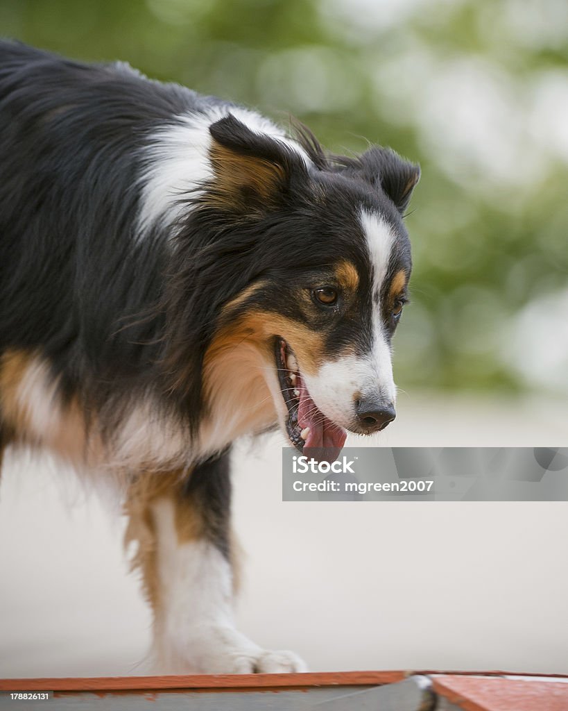 Cão Pastor Australiano em agilidade passarela - Foto de stock de Agilidade royalty-free