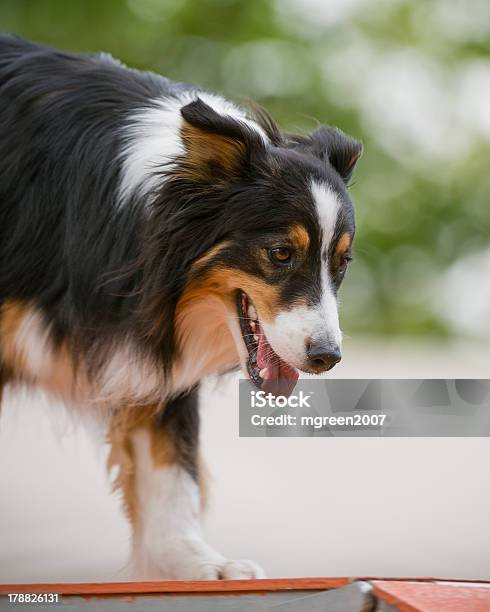 Foto de Cão Pastor Australiano Em Agilidade Passarela e mais fotos de stock de Agilidade - Agilidade, Agility Canino, Amizade