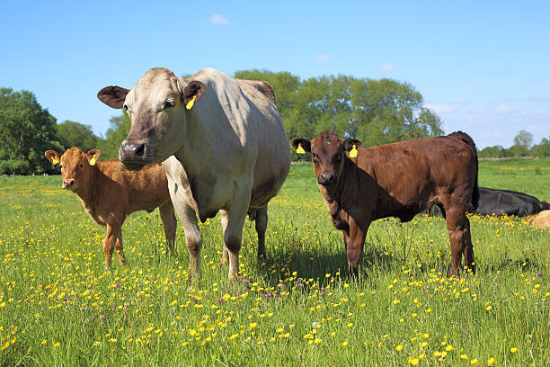 Cows in a meadow stock photo