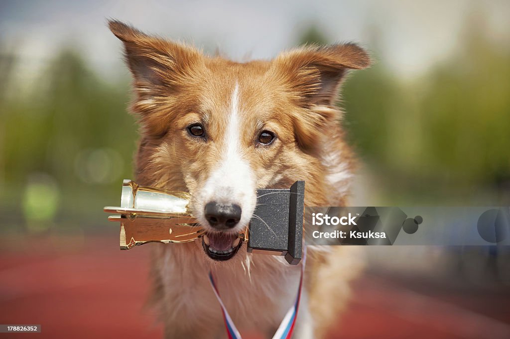 Border collie dog on a track with a trophy border collie dog portrait with medal and award Dog Stock Photo
