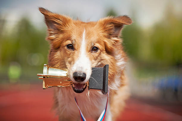 Border collie dog on a track with a trophy stock photo