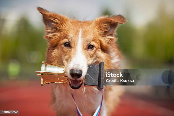 Border Collie Dog On A Track With A Trophy Stock Photo - Download Image Now - Dog, Trophy - Award, Winning
