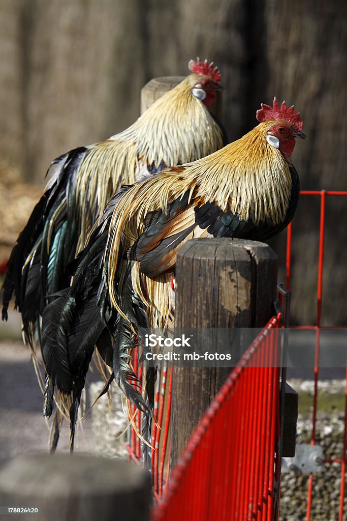 Roosters com cauda comprida - Royalty-free Animal Foto de stock