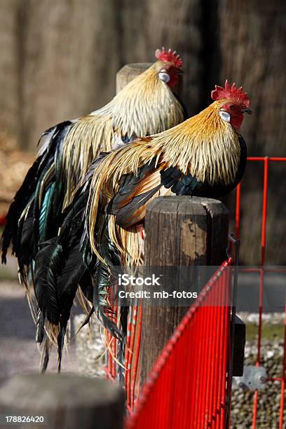 Roosters Com Cauda Comprida - Fotografias de stock e mais imagens de Animal - Animal, Ave doméstica, Cocós